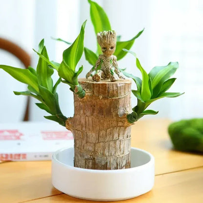 lusailstore-Lucky Brazilian Wood Plant