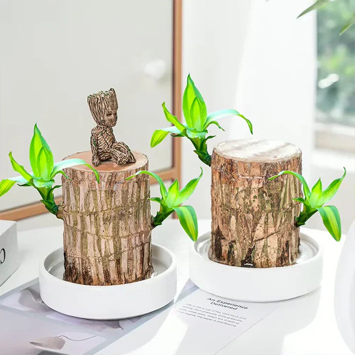 lusailstore-Lucky Brazilian Wood Plant