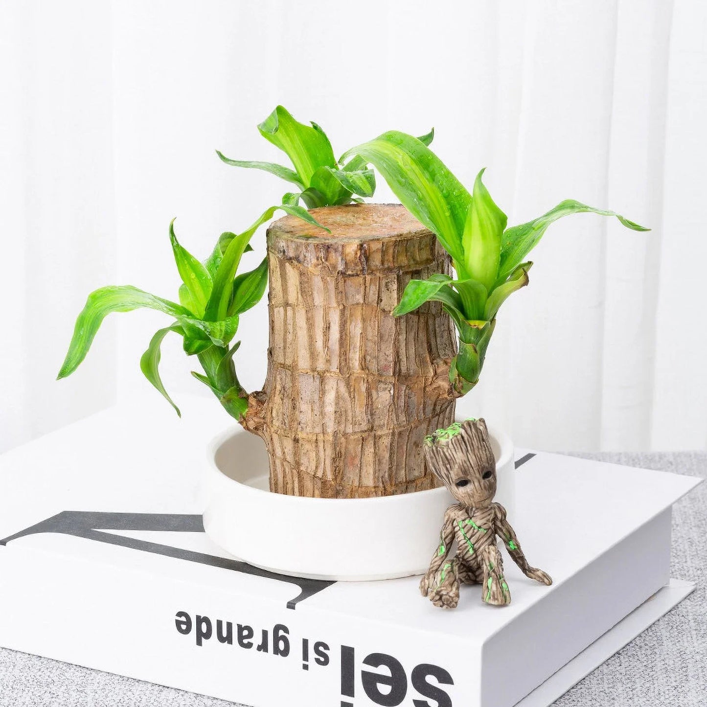 lusailstore-Lucky Brazilian Wood Plant