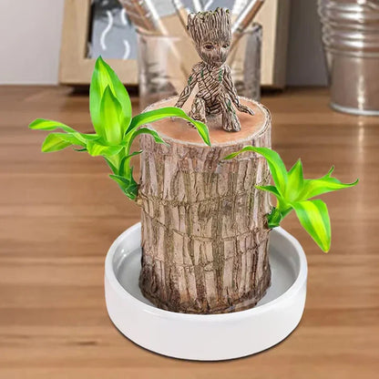 lusailstore-Lucky Brazilian Wood Plant