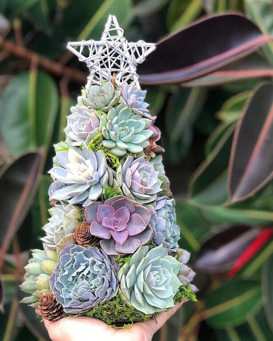 lusailstore - mini succulent christmas tree