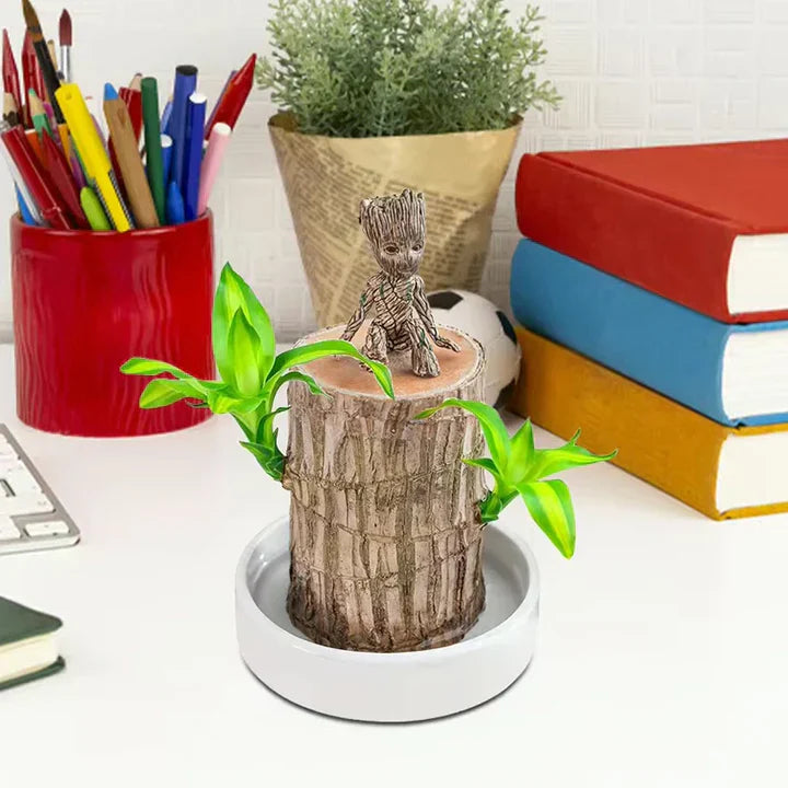 lusailstore-Lucky Brazilian Wood Plant