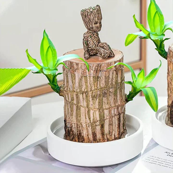 lusailstore-Lucky Brazilian Wood Plant